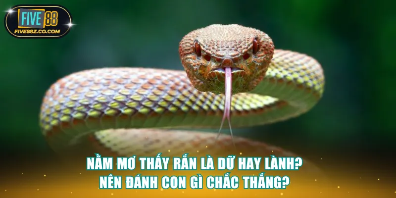 Nằm mơ thấy rắn